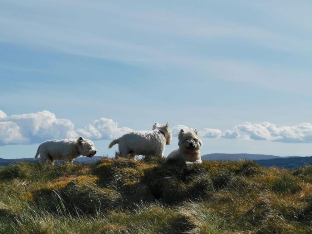 Balbeg Cottage Straiton Bagian luar foto